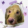 「Dog salon mofu mofu　余市町」