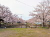 「【西条市 石田】ひょうたん池の桜が満開です！」