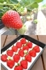7種類のいちごを栽培しています。
ギフト用もあります！「ゆきもと農園」
