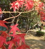 「御殿山渚商店会のご紹介ビデオ収録中    御殿山公園」