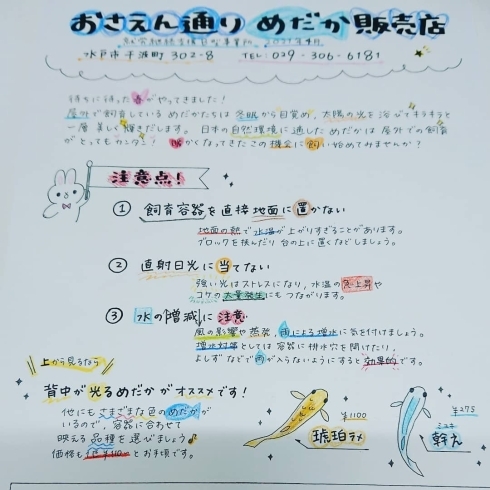 「『おさえん通りめだか販売店』4月のチラシのご紹介です(・∀・)!!」