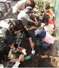 「チューリップの球根を植えました。」