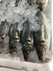 「魚魚市場鮮魚コーナーおすすめは「伊勢エビ」です♪」