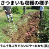 まだ収穫時は暑かったなぁ「12月21日よりＪＣＯＭ「ジモトトピックス」にてさつまいもビールの取材放送中！（いなびや、稲毛のクラフトビール醸造所）」