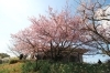 鹿児島県立 吉野公園 お花見するならココ 鹿児島市 日置市の桜特集 まいぷれ 鹿児島 日置