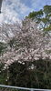 「桜(北九州市八幡西区若葉にある少人数対応安心低価格の直葬．家族葬専門葬儀社です)」