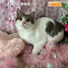 「【里親003】出雲市｜子猫の里親募集」