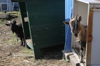 ☆ひろひささん(♀)と会社の横で仲良く過ごすゆみ(♀)☆「株式会社 中迫興業 鹿児島商会」