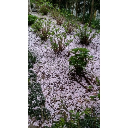 散った桜の花びらが、まるで雪のよう！「お茶を淹れた湯呑みでお花見気分！」