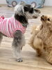 はぴちゃんマリンちゃんが好きすぎて😅「ましゅまろ幼稚園🐾」