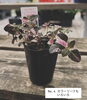 「先日入荷のお花・植物紹介☝🏻🌼」