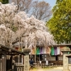 【坂戸市】慈眼寺のしだれ桜