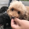 マリちゃんとリキ君