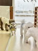 「【新潟市中央区】冬のお散歩不足に｜犬の保育園で運動＆社会化」