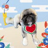 「Dog salon mofu mofu　余市町」