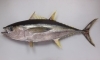 キハダマグロ「魚の雑学 マグロの雑学(1) マグロの種類 by ショッパー桜川」