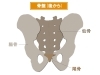 仙骨①「【腰痛　歩き方】腰痛にならない歩き方〜その2〜【腰痛・坐骨神経痛・整体・那須塩原・大田原】」