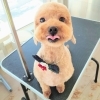 Dogsalonsent 昨日のお客様 千歳ドッグサロン 千歳トリミングサロン 千歳トリミング 千歳ペットサロン 千歳ペットホテル ご新規様 トイプードル Mix犬 カット 可愛い 頑張ったね Dog Salon Sentのニュース まいぷれ 千歳 恵庭