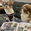 看板犬たちも可愛いく掲載❣️「ジムニー専門誌スーパースージー6月号に掲載されました！！」