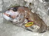 「魚魚市場鮮魚コーナーおすすめは「アマダイ」です♪」