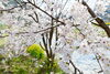 暖かいので昨日より咲き進んでいます。「花見第二陣ファミリア愛」