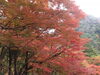 「紅葉真っ盛りです。」