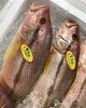 「魚魚市場鮮魚コーナーおすすめ商品は「ヤリイカ・地タコ」です♪」