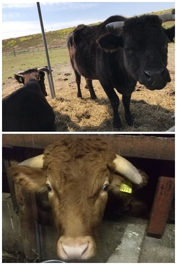 昭和20年創業。豊かな経験をもとに肥育牛のプロが育てます。「松川牧場」