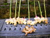 「たった一片の種生姜から、たくさんの新生姜が採れました！！」