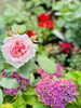 バラと紫陽花「本日の境内の様子です」