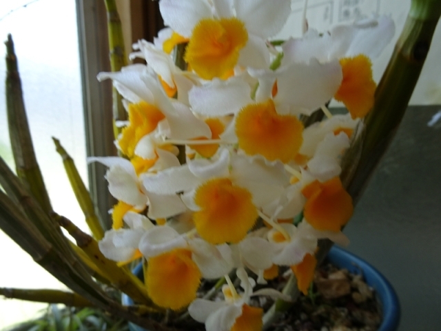 心に強く訴えるデンドロビウム 花芽 最高の花の画像 心に強く訴えるデンドロビウム 花芽 最高の花の画像