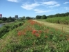 河川敷の彼岸花 楽農だより さやまルシェ 狭山市