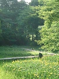 水生植物観賞地は
生田緑地のそば

