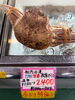 船内冷凍 生姿 松葉がに「✨🦀解禁まで待てない蟹好きさんのためへ超超特価❗️🦀✨」