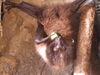 キュウリ持って食べる「【キーパー飼育日記】オリイオオコウモリ🦇」