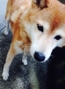 「【ペット捜索】柴犬 メス 14歳 首輪は赤と白のストライプ【拡散 希望】」