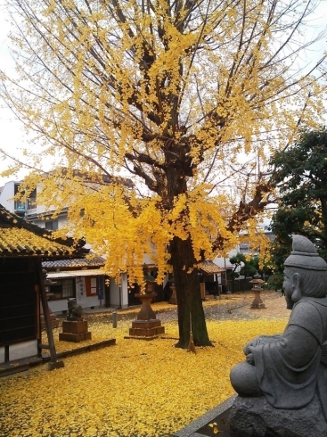 「12月10日 寝屋川@寝屋川えびす住吉神社の黄色いじゅうたん」
