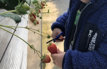 バイオファーム 観光いちご狩り農園 いちごの森 佐世保のおすすめスポット まいぷれ 佐世保 バイオファーム 観光いちご狩り農園 いちごの森 佐世保のおすすめスポット まいぷれ 佐世保