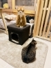 「元気な子猫がお待ちしています」