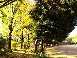 宮崎第１公園の木々も色づき
散歩にいい
