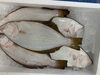 「本日鮮魚入荷致しました。[岩牡蠣は７月から販売致します。]」