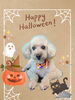 「Dog salon mofu mofu　余市町」