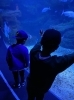 小2の長男も大興奮でした。「京都水族館【まいぷれ・西京区・南区・編集部】」
