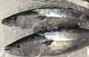 「魚魚市場鮮魚コーナーおすすめは「アコウ」です♪」
