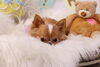 「Anniversaryphoto　(*´ω｀*)」