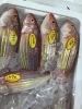 「魚魚市場鮮魚コーナーおすすめは「伊勢エビ」です♪」