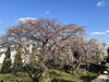 山門から2023/03/15　15時撮影「満開間近！府中市の東郷寺のしだれ桜(枝垂れ桜)の開花状況、見頃の情報　第3報」