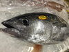 「魚魚市場鮮魚コーナーおすすめは「イサキ」です♪」