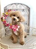 ぷぷちゃん「わんこと秋桜」