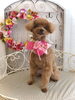 モカちゃん「わんこと秋桜🐾」